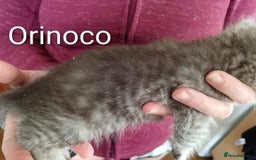 Persian cats for sale: Persian Cross - Ready 12th November  - Image 6