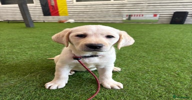Labrador Retriever dogs - Advert 1