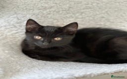 Maine Coon cats for sale: Black and white fluffy felix and coco - Image 32