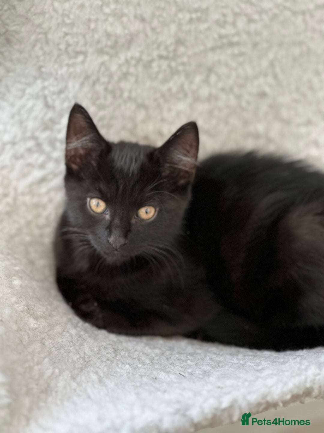 Maine Coon cats for sale: Black and white fluffy felix and coco - Image 32