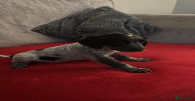 Cocker Spaniel dogs READY NOW LAST little GIRL COCKER SPANIEL PUPS - Advert 13