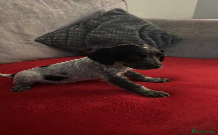 Cocker Spaniel dogs READY NOW LAST little GIRL COCKER SPANIEL PUPS - Advert 3