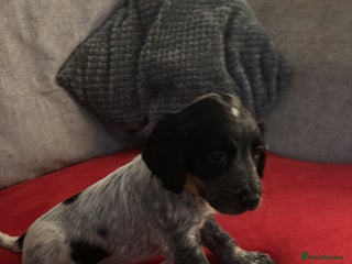 Cocker Spaniel dogs READY NOW LAST little GIRL COCKER SPANIEL PUPS - Advert 14