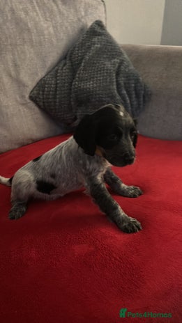 Cocker Spaniel dogs READY NOW LAST little GIRL COCKER SPANIEL PUPS - Advert 3