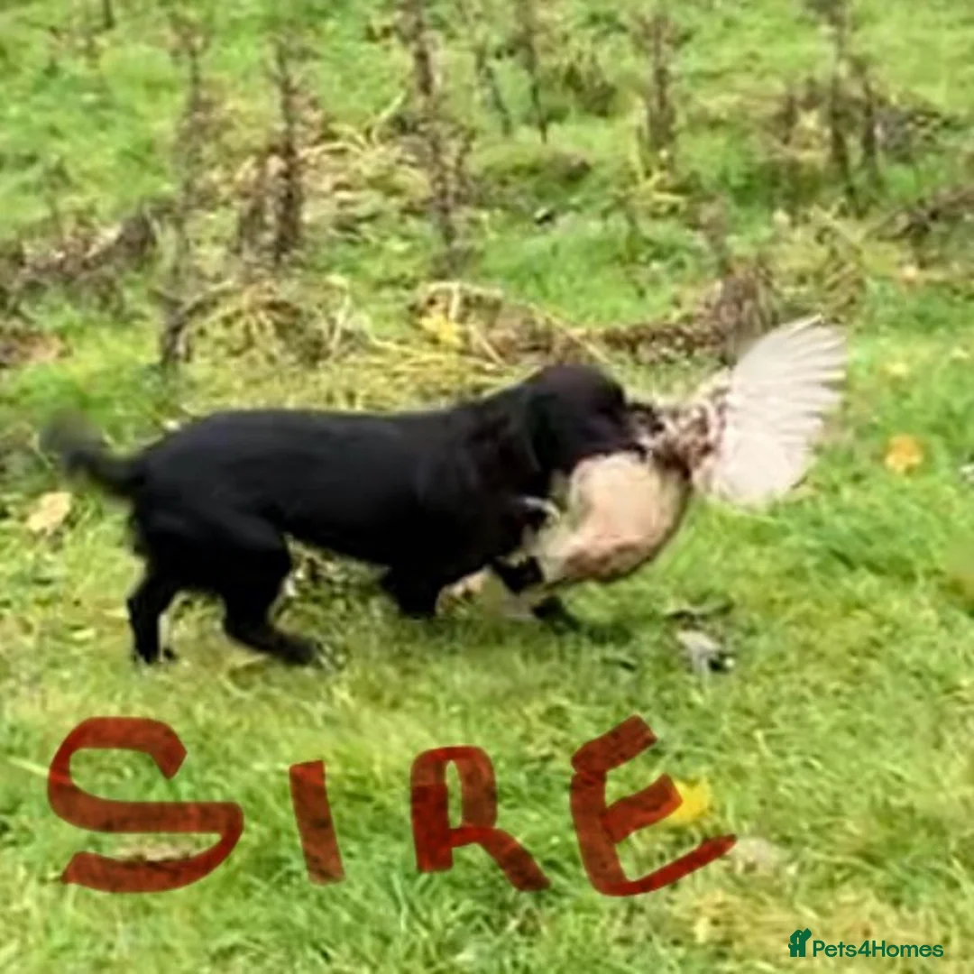 Sprocker dogs for sale: Superb litter of Sprocker Spaniels - Advert 16