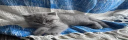 British Shorthair cats for sale: Girl BSH blue kitten available end of August  - Advert 25