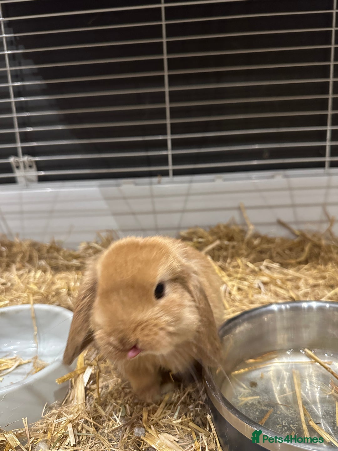 Mini Lop rabbits for sale: 2 gorgeous boys ready Friday 2nd Jan - Advert 3