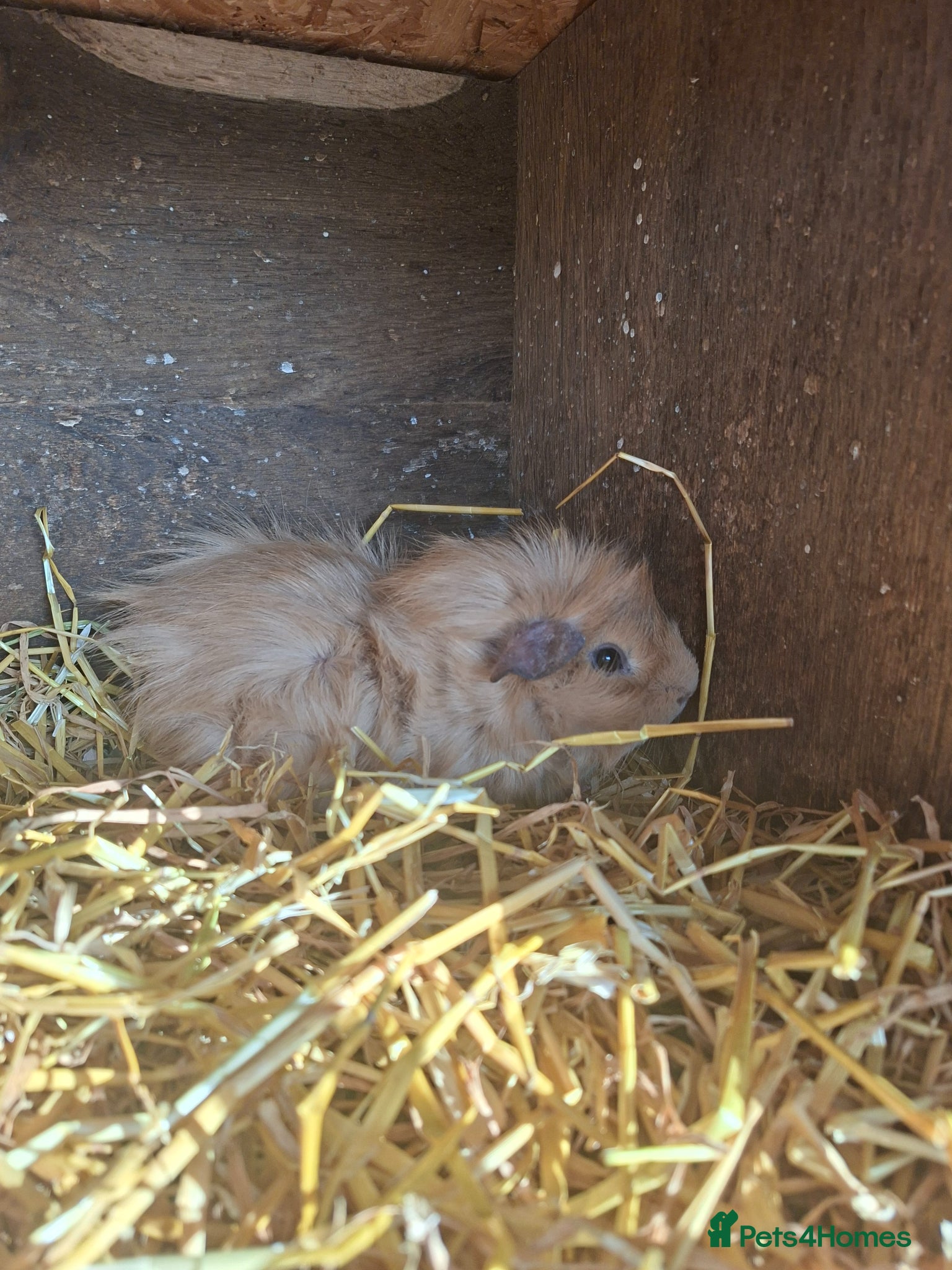 Guinea Pig rodents 3 Abyssinian Male Guinea Pigs beautiful colours  - Advert 5