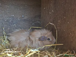 Guinea Pig rodents 3 Abyssinian Male Guinea Pigs beautiful colours - Advert 5