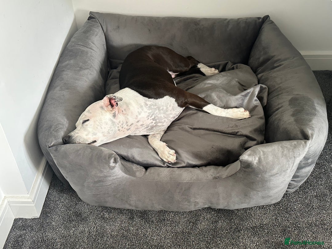 Staffordshire Bull Terrier dogs for sale: Fifi  - Advert 4