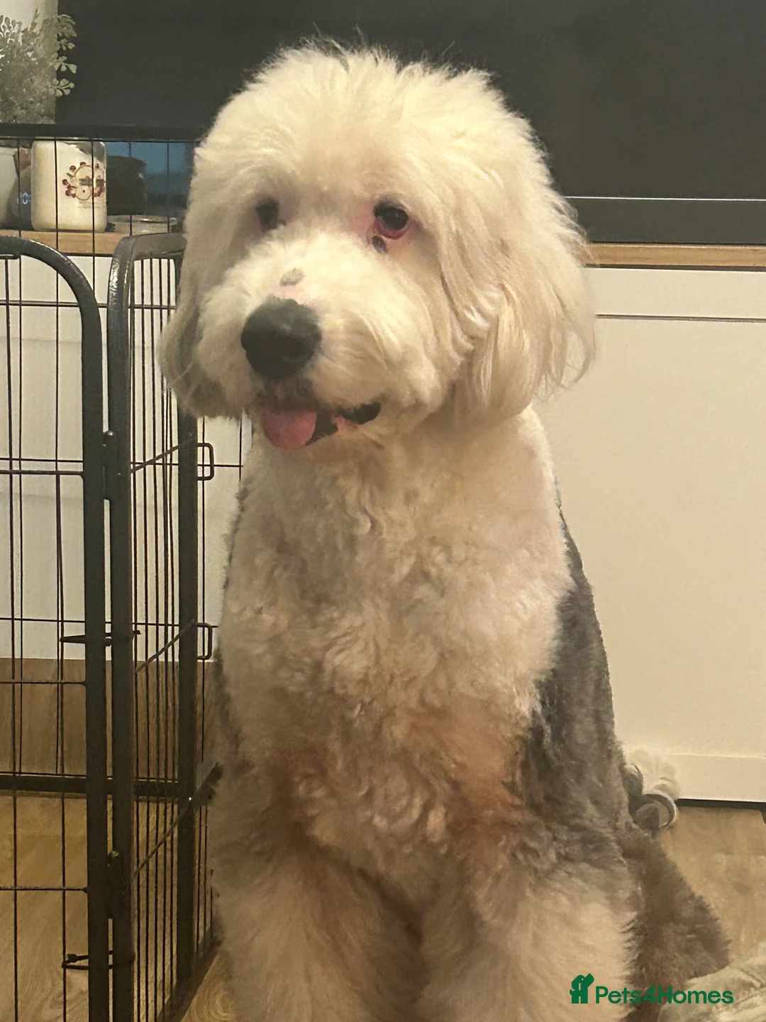 Old English Sheepdog dogs for stud: Proven Old English sheep dog for stud in Middlesbrough - Advert 2