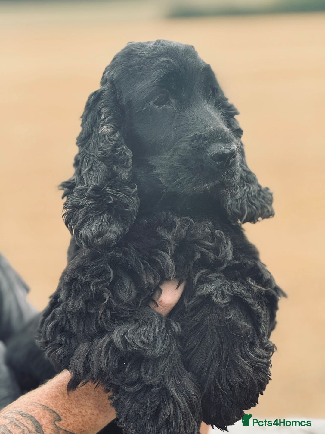 Cocker Spaniel dogs for sale: Stunning KC Reg Show Type Health Tested - Image 2