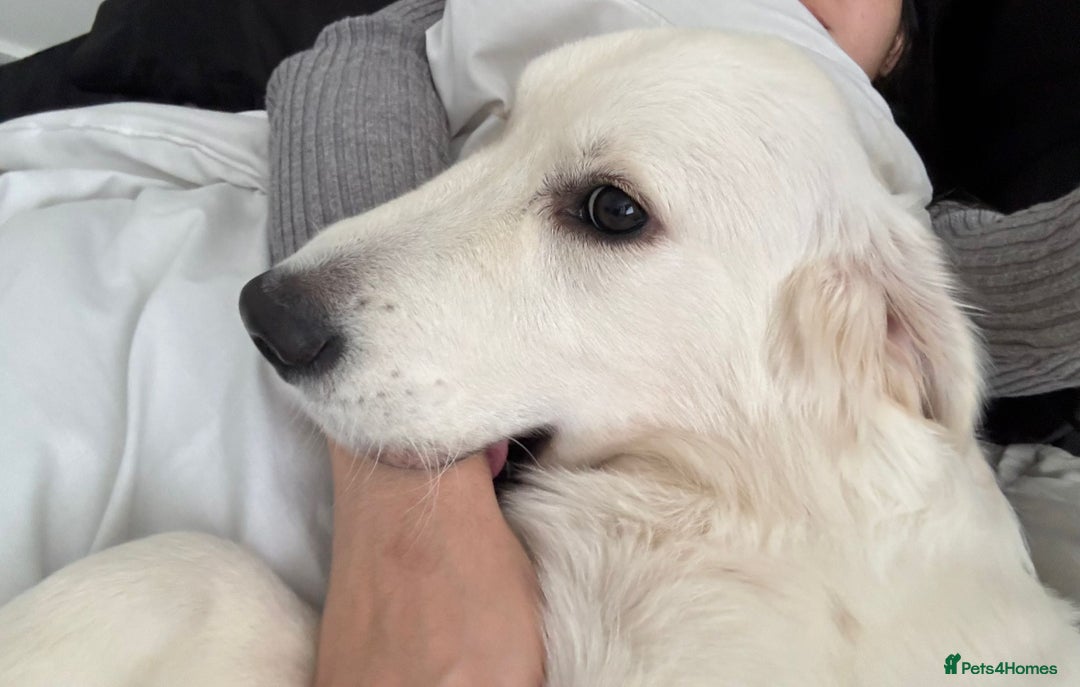 Golden Retriever dogs for sale: English Cream Golden Retriever - Advert 5