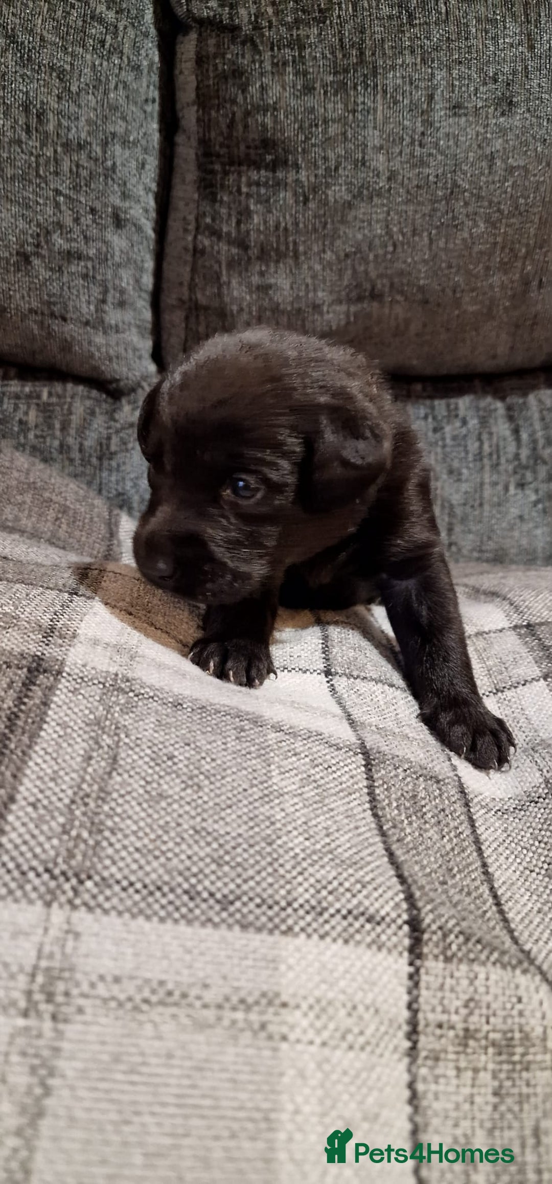 Labrador Retriever dogs for sale: KC Registered Black Lab (1 Girl, 1 boy remaining) - Image 7