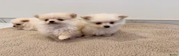 Pomeranian dogs for sale: 3 beautiful creamy/white Pomeranian puppies - Advert 11