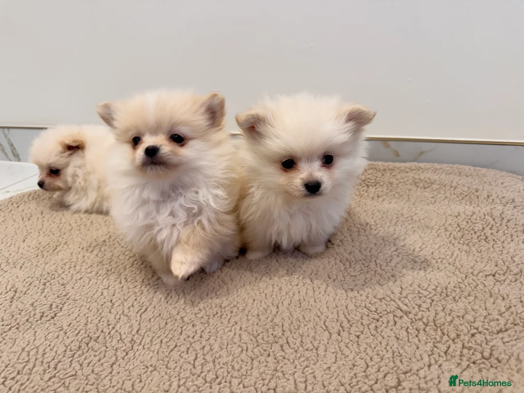 Pomeranian dogs for sale: 3 beautiful creamy/white Pomeranian puppies - Advert 11