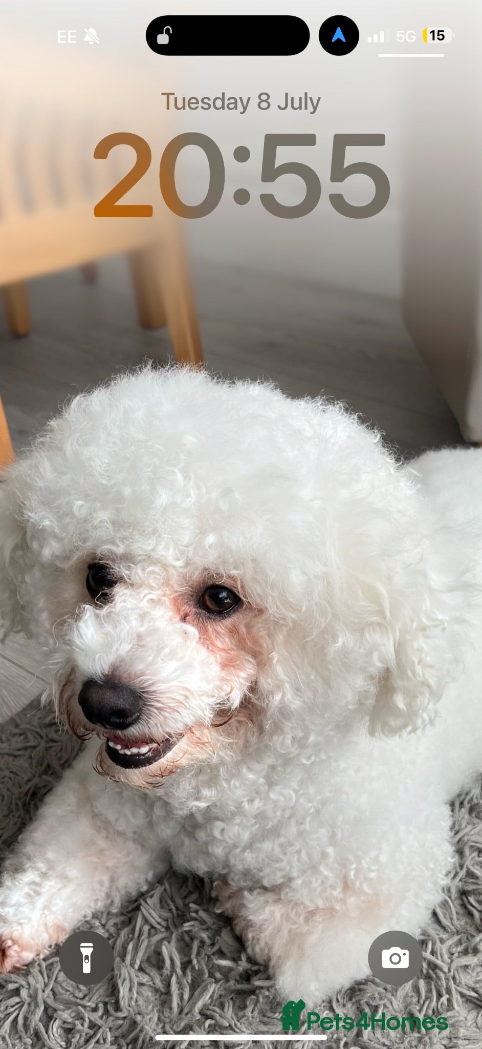 Bichon Frise dogs Bichon Frise *FOR STUD ONLY* - Advert 4