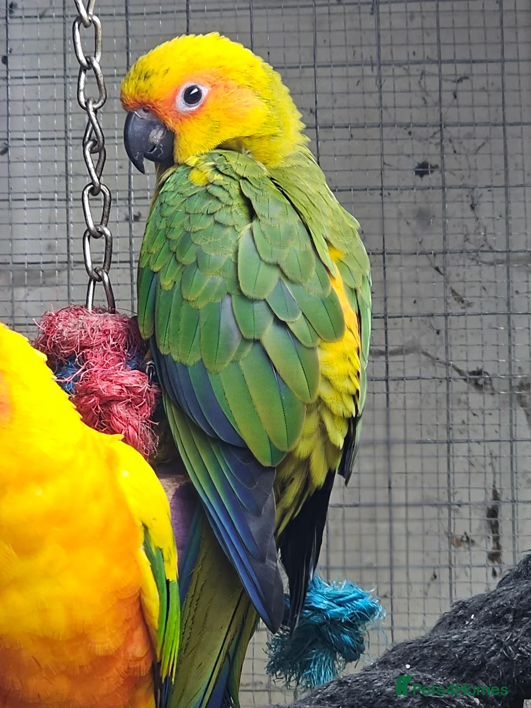 Conures birds for sale: Baby sun conure - Advert 2