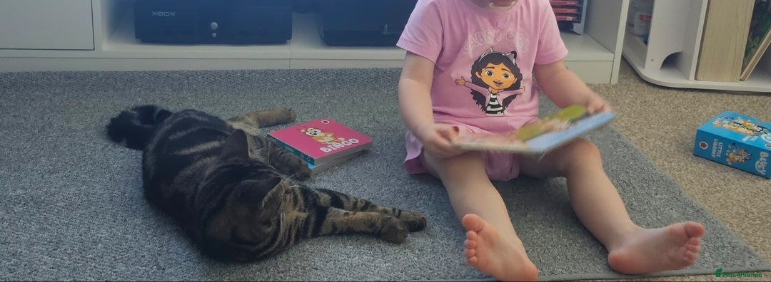 Mixed Breed cats for sale: BOB - 10mth Male Kitten  - Advert 3