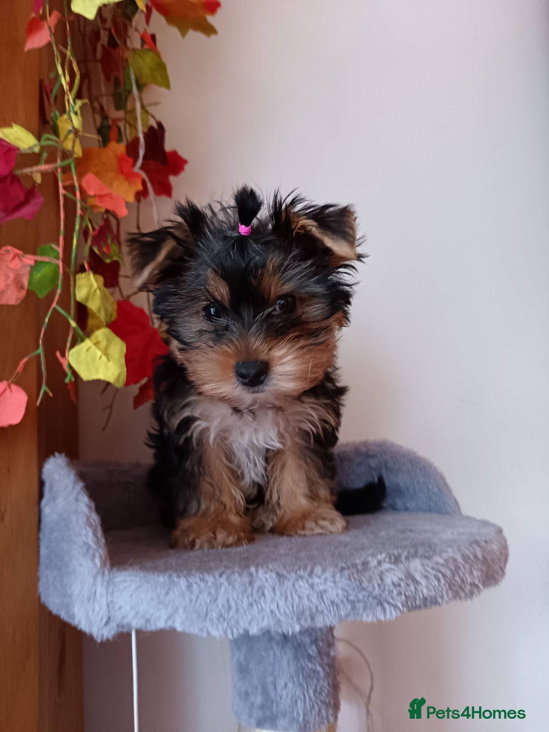 Yorkshire Terrier dogs for sale: Sweet Yorkshire Terrier  - Advert 1