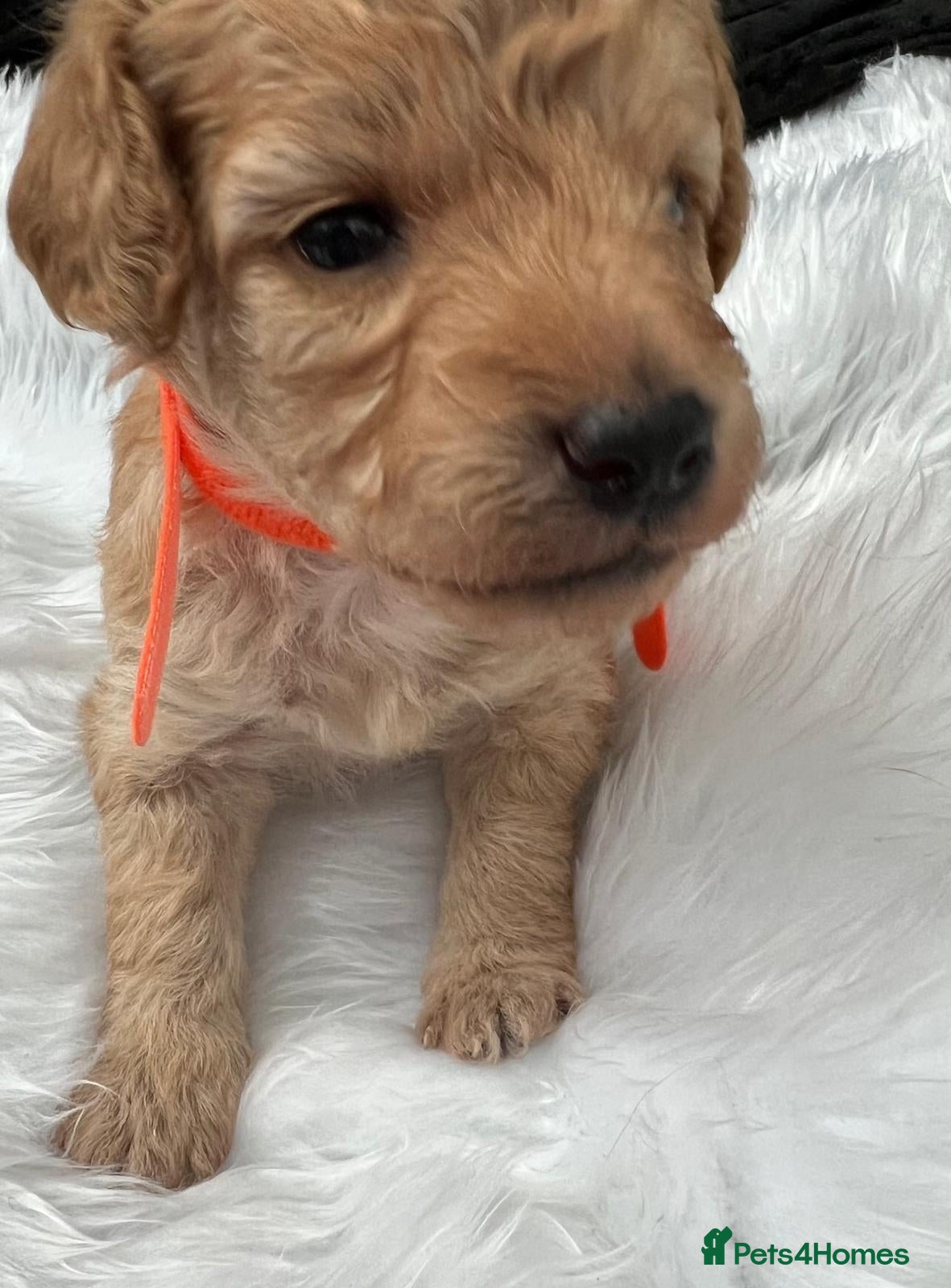 Cavapoo dogs Outstanding F1B Cavapoo Puppies  - Advert 4