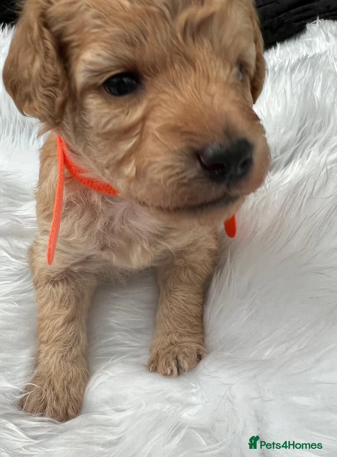 Cavapoo dogs for sale: Outstanding F1B Cavapoo Puppies  - Advert 1