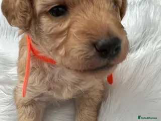 Cavapoo dogs Outstanding F1B Cavapoo Puppies - Advert 9