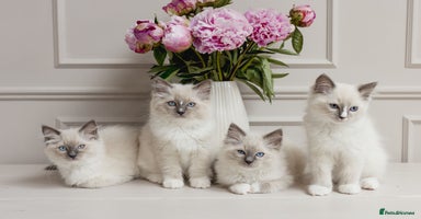 Ragdoll cats - Advert 8