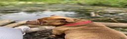 American Bully dogs for sale: 3 year old male pocket bully Simba  - Advert 14
