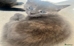 Ragdoll cats for sale: Pretty and affectionate grey ragdoll x tuxedo girl - Image 8