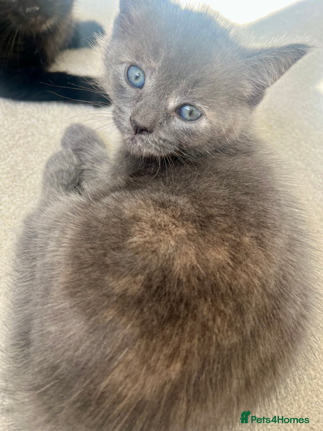 Ragdoll cats for sale: Pretty and affectionate grey ragdoll x tuxedo girl - Image 8