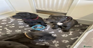 Staffordshire Bull Terrier dogs - Advert 13