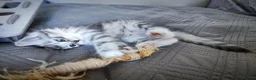 Siberian cats for sale: 🐾 Stunning Siberian cross Maine Coon Kittens 🐾 - Advert 26