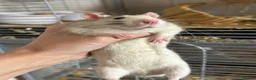 Rat rodents for sale: 4x rats and cage looking for rehoming read ad - Advert 8
