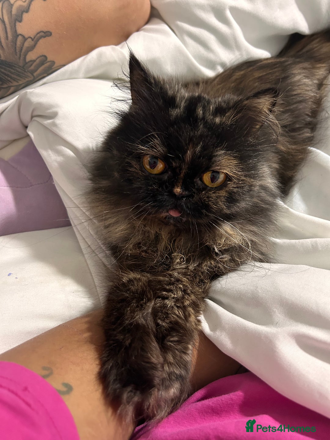 Persian cats for sale: Single female persian - Advert 1