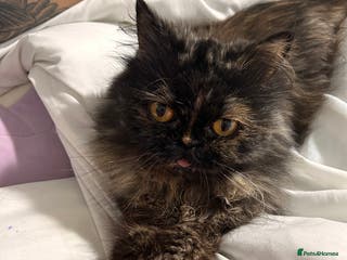 Persian cats Single female persian - Advert 9