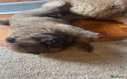 Chow Chow dogs for sale: Puppies looking for new home - Image 6