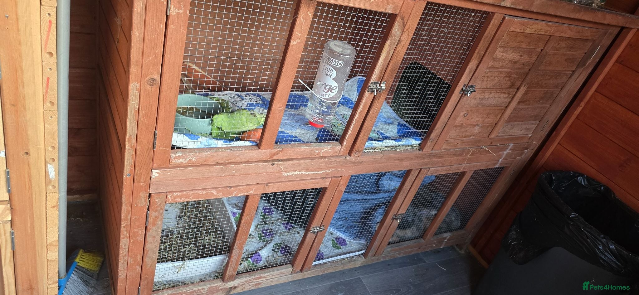 Mini Lop rabbits Rabbits for sale with large hutch and accessories  - Advert 3