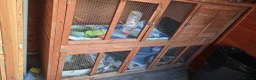 Mini Lop rabbits for sale: Rabbits for sale with large hutch and accessories  - Advert 1