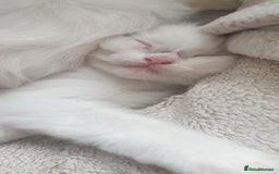 Ragdoll cats for sale: GCCF Chocolate Point with White Bi-color Kittens - Image 25