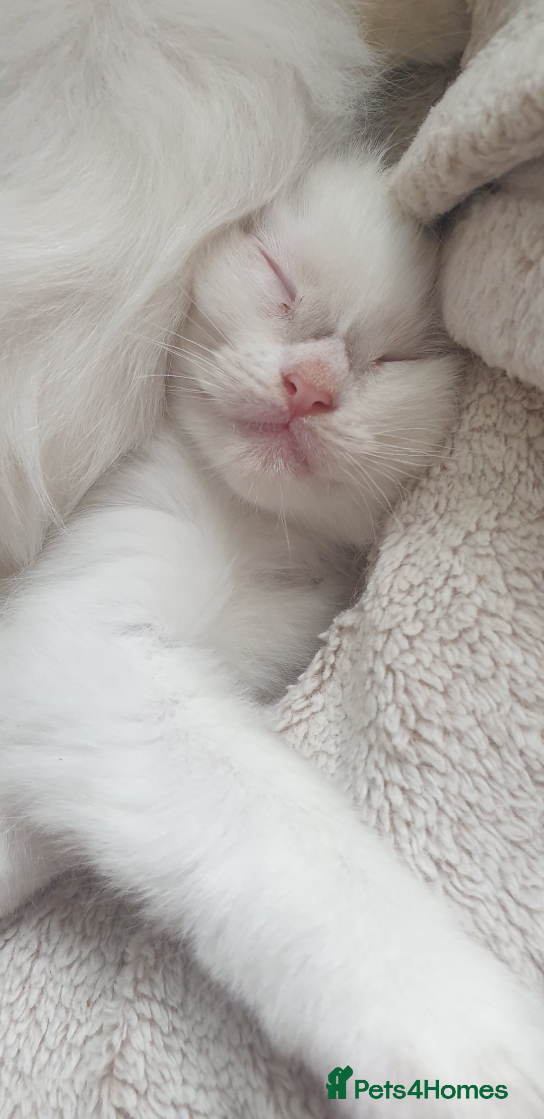Ragdoll cats for sale: GCCF Chocolate Point with White Bi-color Kittens - Image 25