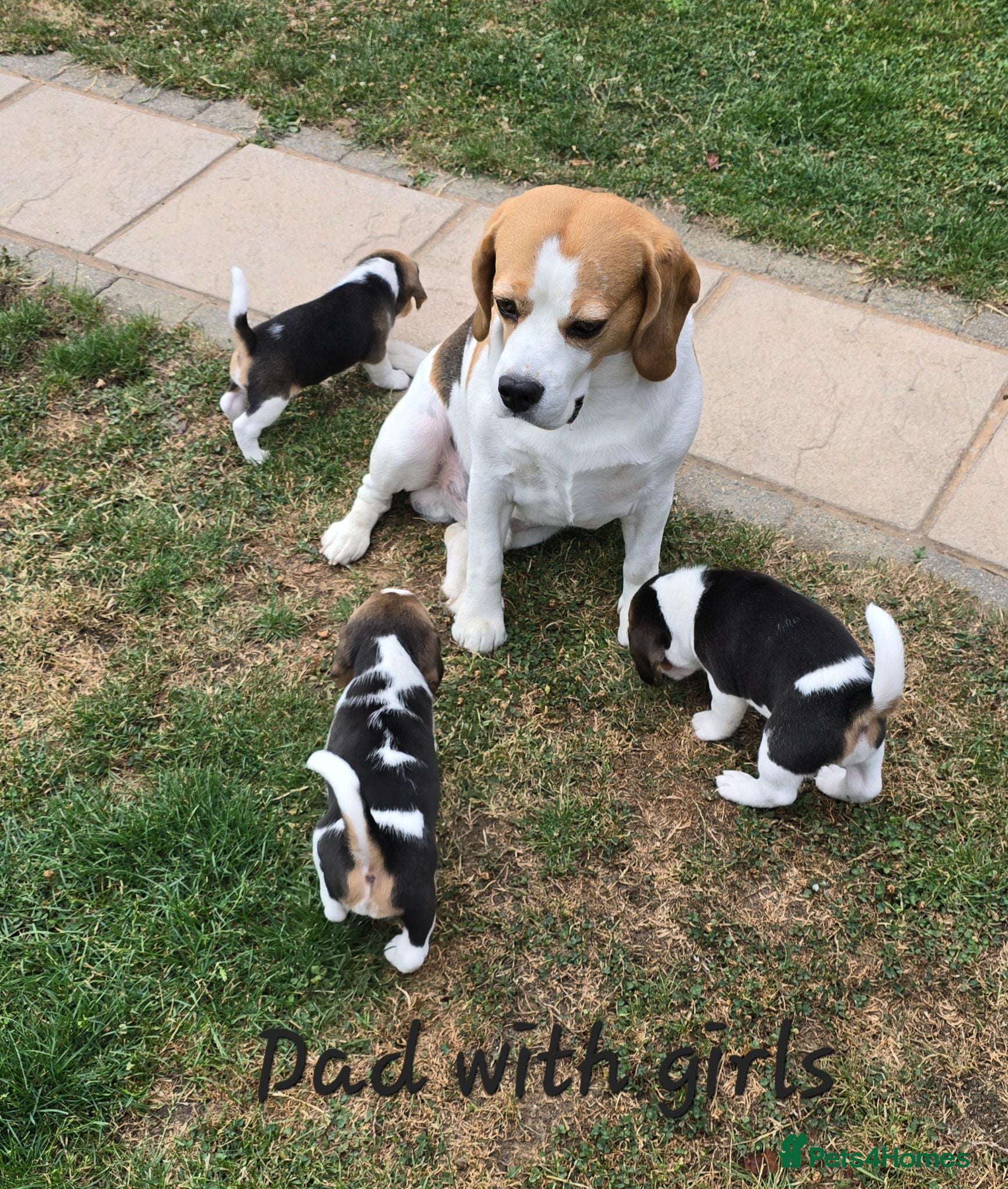 Beagle dogs Gorgeous KC reg puppies - Advert 1