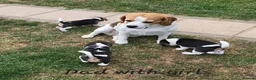 Beagle dogs for sale: Gorgeous KC reg puppies - Advert 9
