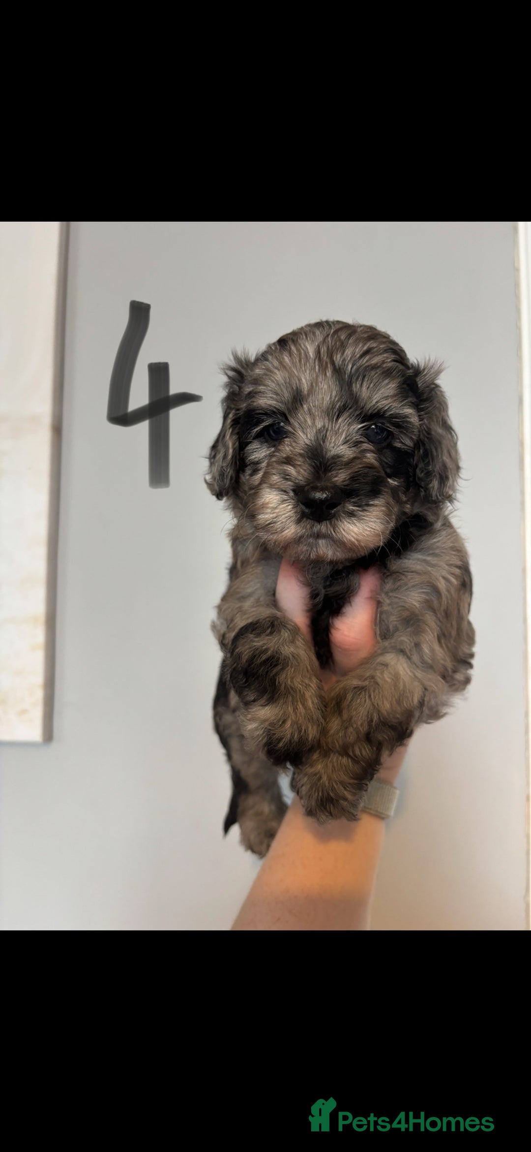 Cockapoo dogs for sale: 6 Cockapoo F1B *5 weeks old* - Image 5