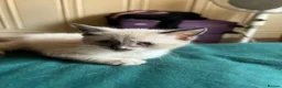 British Longhair cats for sale: Kittens in Romford - Advert 6