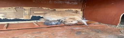 Mini Lop rabbits for sale: Beautiful baby mini lops  in Waltham Cross - Advert 12
