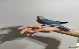 Parakeets birds for sale: Cute Quaker parrots hand reared male and female - Image 15