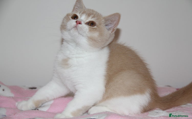 British Shorthair cats - Advert 2