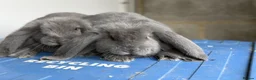 French Lop rabbits for sale: Stunning French lop babies  - Advert 7