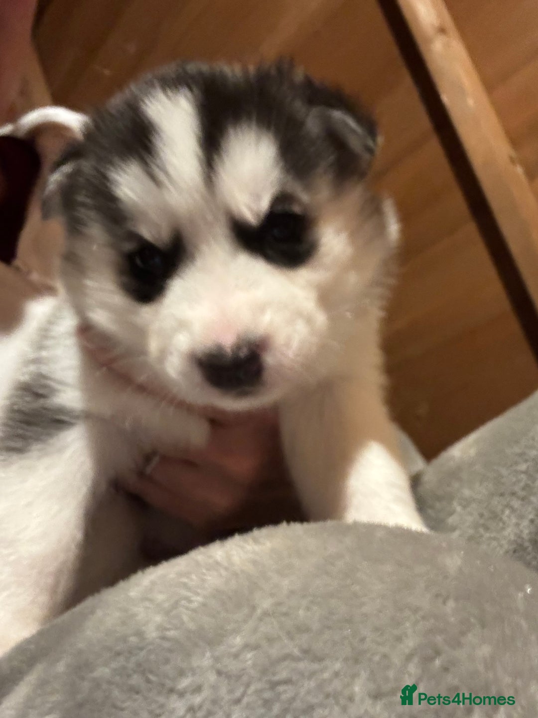Siberian Husky dogs for sale: 6 pure breed husky pups  - Advert 5